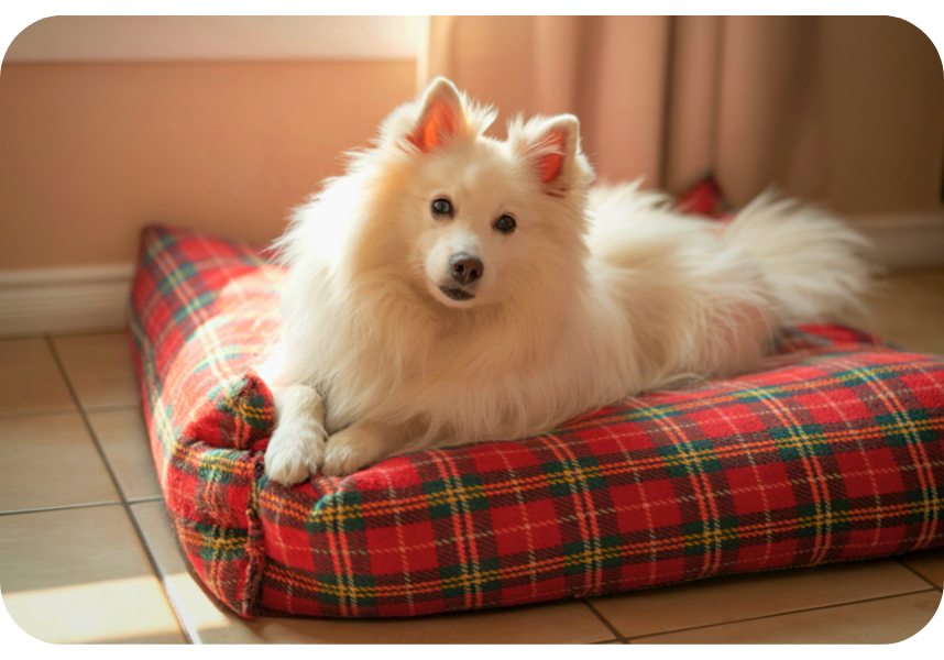 Pet Beds & Mats